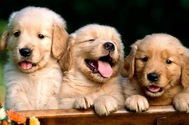 Image result for Baby Animals 4K