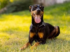 Image result for Black and Tan Mixed Breed Dog