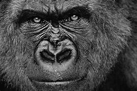 Image result for Silverback Face