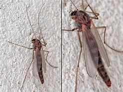 Image result for chironomidae
