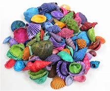 Image result for Colored Seashells