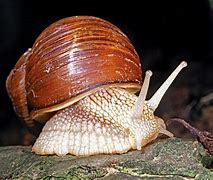 Image result for Mollusca
