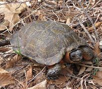 Image result for Clemmys Emydidae