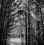 Image result for Black and White Nature Wallpaper iPhone