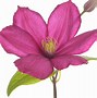 Image result for Planting Clematis