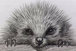 Image result for Charcoal Drawings of Hedgehogs