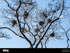 Image result for Nest in Tree