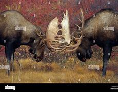 Image result for Moose Locked Antlers