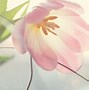 Image result for Pastel Screen Background