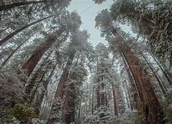 Image result for Redwood Forest Winter