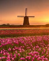 Image result for Most Beautiful Netherlands