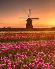 Image result for Beautiful Holland