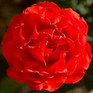 Image result for Orange Hybrid Tea Rose Varieties