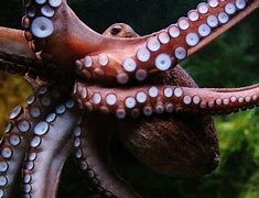 Image result for Octopus Moving