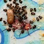 Image result for Bugs That Look Like Baby Roaches