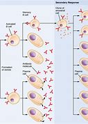 Image result for B-cell Cloning