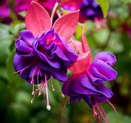 Image result for Fuchsia Colored Flowers