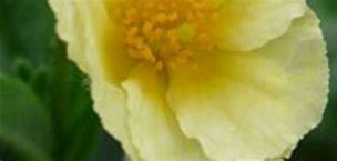 Image result for Helianthemum Cornish Cream