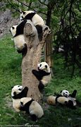 Image result for Giant Panda Funny