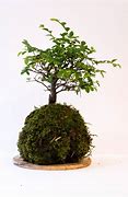 Image result for Types of Moss for Bonsai Tree