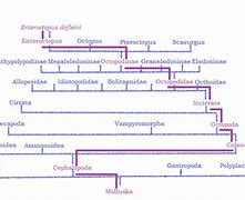 Image result for Octopus Evolution Tree