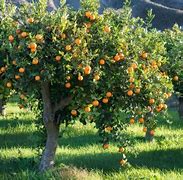 Image result for Orange Tree Pic