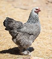 Image result for Dark Brahma Chicken Breed