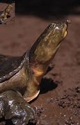 Image result for Cyclanorbis senegalensis