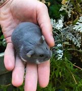 Image result for Campbell Hamsters Square Inches