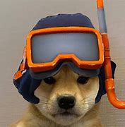 Image result for Dog with Renegade Raider Hat Meme