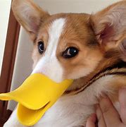 Image result for Best Duck Face