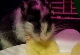 Image result for Gerbil Banana Meme