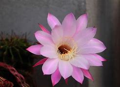 Image result for Cactus with Pink Flower