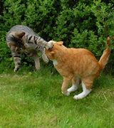 Image result for Cats Fighting On 2 Legs
