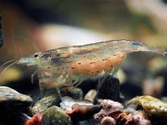 Image result for Shrimp Pellets for Amano Shrimp