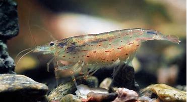 Image result for Australian Amano Shrimp