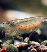 Image result for Amano Shrimp Anatomy