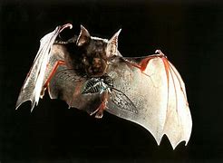 Image result for Chiroptera Bats