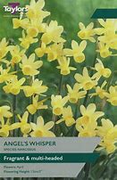 Résultat d’images pour Narcissus Angels Whisper