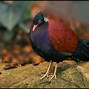 Image result for Otidiphaps Columbidae