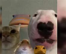 Image result for Animal Staring at Camera Meme