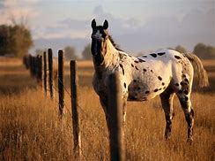 Image result for Caballo Appaloosa