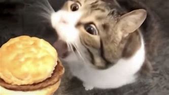 Image result for Here Kitty You Can Have Cheeseburger