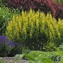 Image result for Dark Yellow Flowers