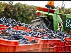 Image result for Wine Grape Harvest