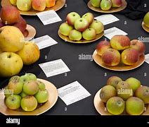 Image result for Rnglish Apple's