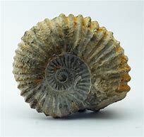 Risultato immagine per fossili