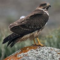 Image result for Buteo augur