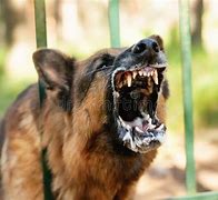 Image result for German Shepherd Dog Barking