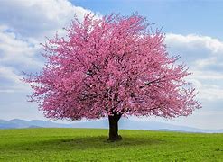 Image result for Single Cherry Blossom